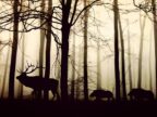 natuurfoto herten wandeling