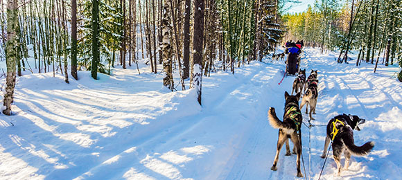 huskysledetocht