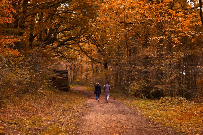 wandelarrangementen in het bos