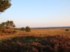 wandelroutes-op-de-veluwe