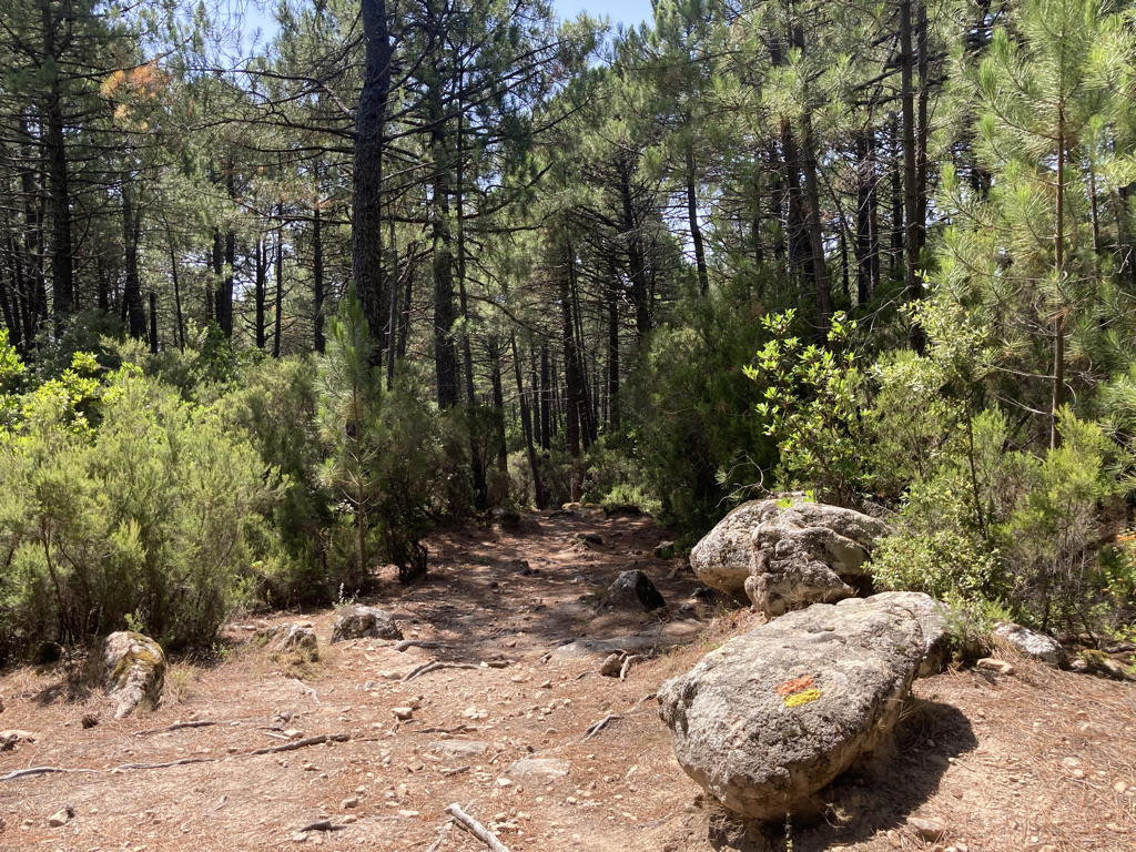 Dennenbos Corsica