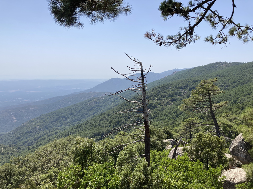 bossen op Corsica