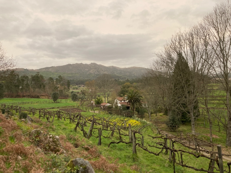 typisch landschap Camino Portugal