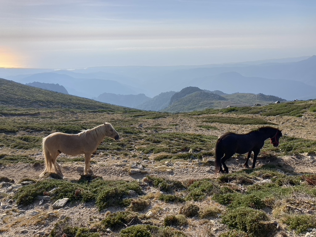 Wilde paarden tijdens hike