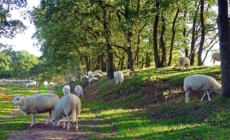 Fletcher Klavertje Vier Wandelen over de Veluwe-Zuid