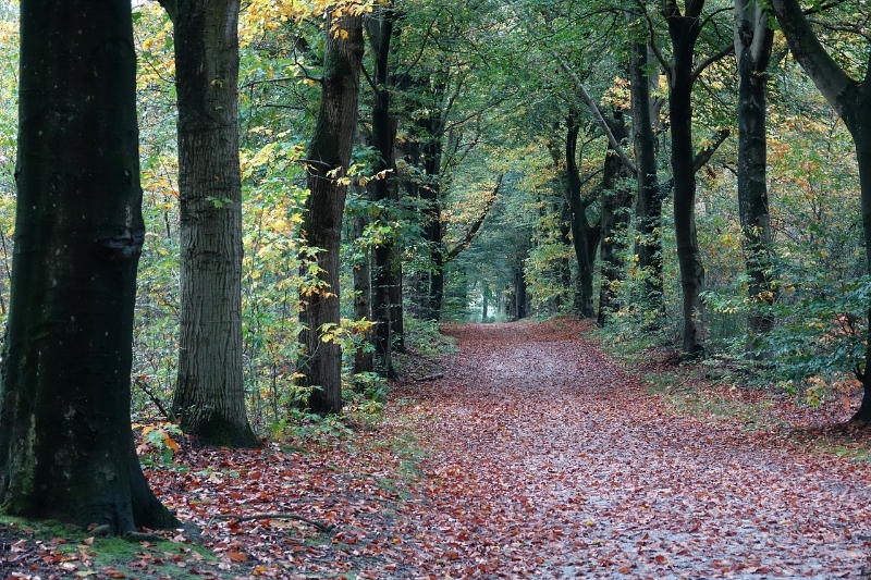 Veel wandelverenigingen op de Veluwe