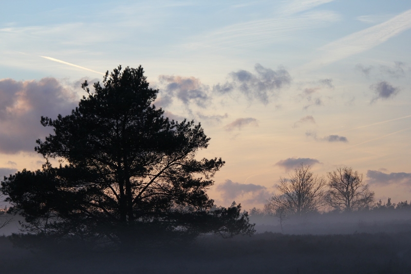 winter wandeling over de Veluwe