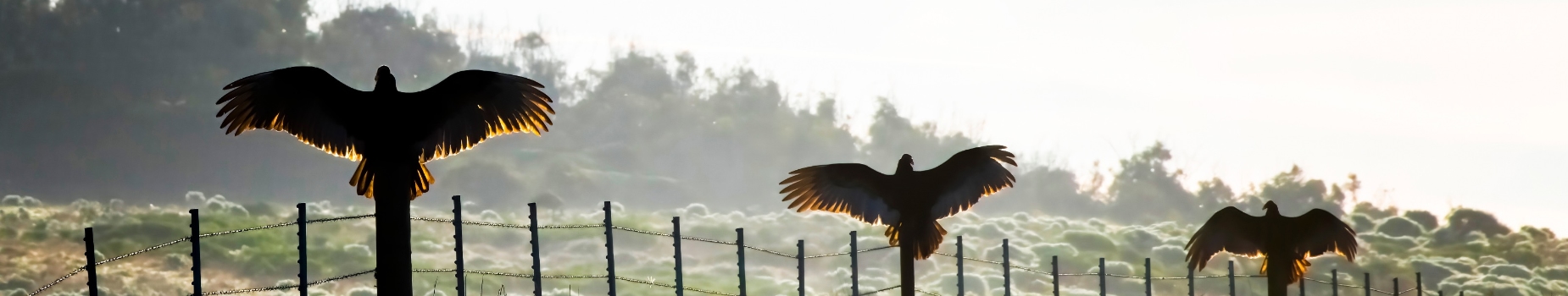 Vogelreizen