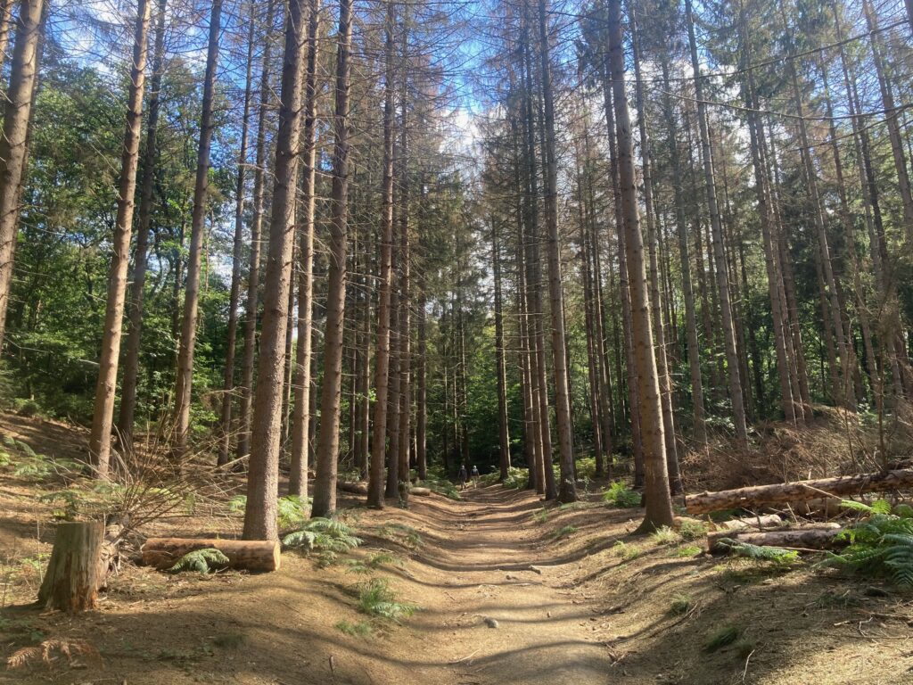 Pieterpad door het bos