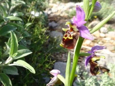 Groepsreis Orchideeënreis in groepsverband Kythira