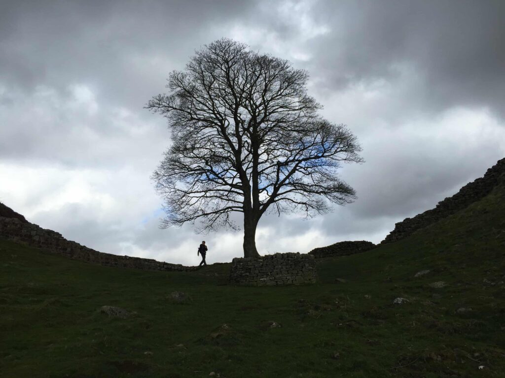 Sycamore Gap tree