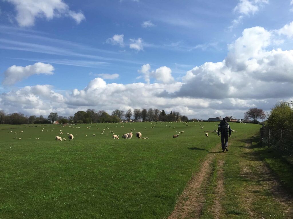 Schapen in Engelse wei langs Hadrian's Wall