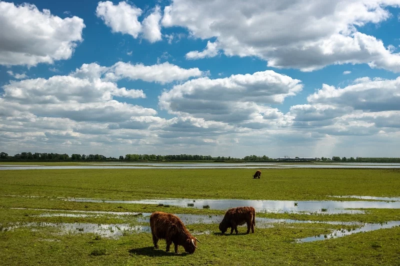 weiland biesbosch