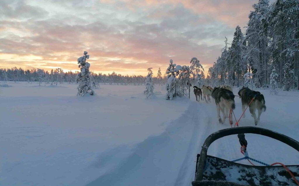 Huskytocht in Finland met Sisutrek