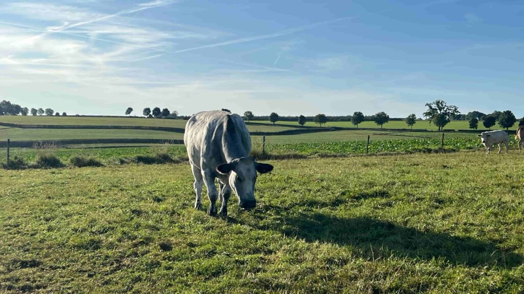 Koe in Zuid Limburg weide