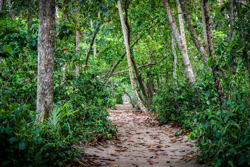 Cahuita National Park Costa RIca