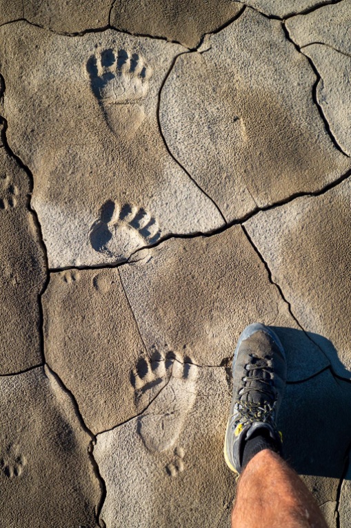 Grizzly tracks Yukon Ultimate Expeditie