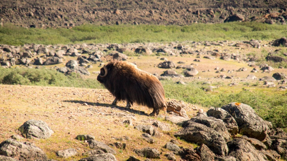 Into the Arctic Muskusos Eternity Fjord Expeditie Groenland