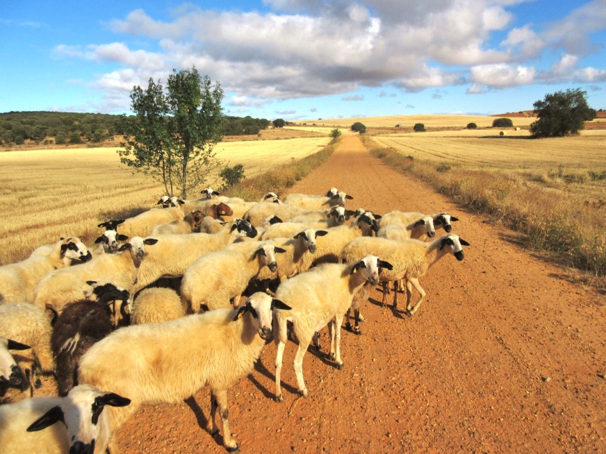 schapen op pelgrimspad