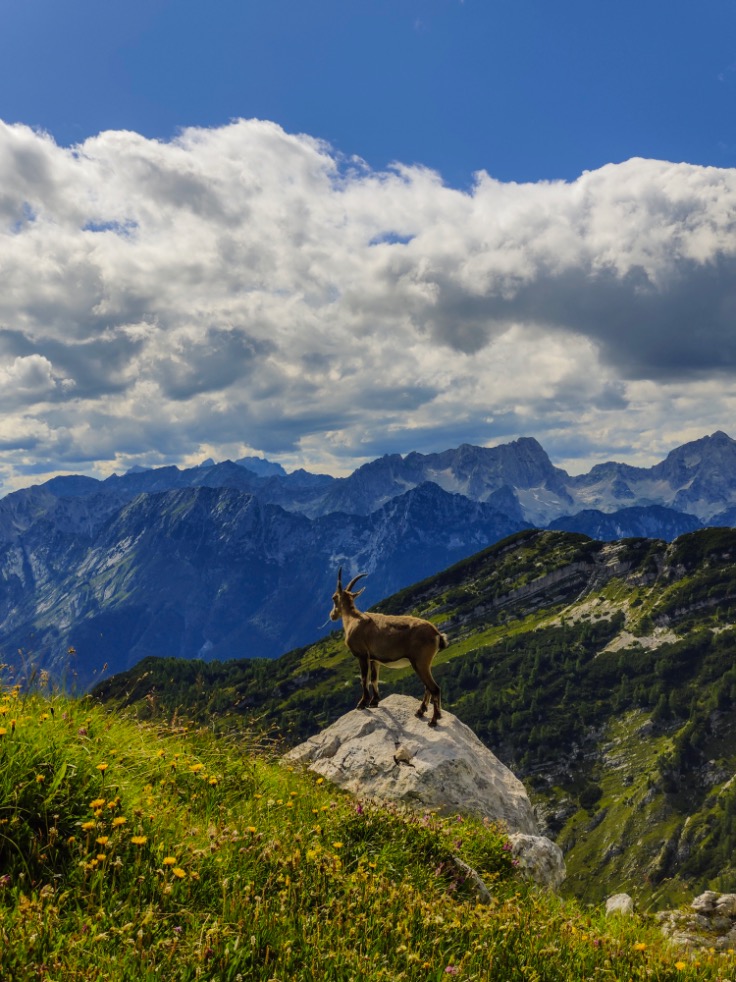 Huttentocht Slovenië Meiden in de Bergen