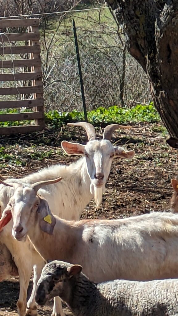 Geitjes - Sala Consilina