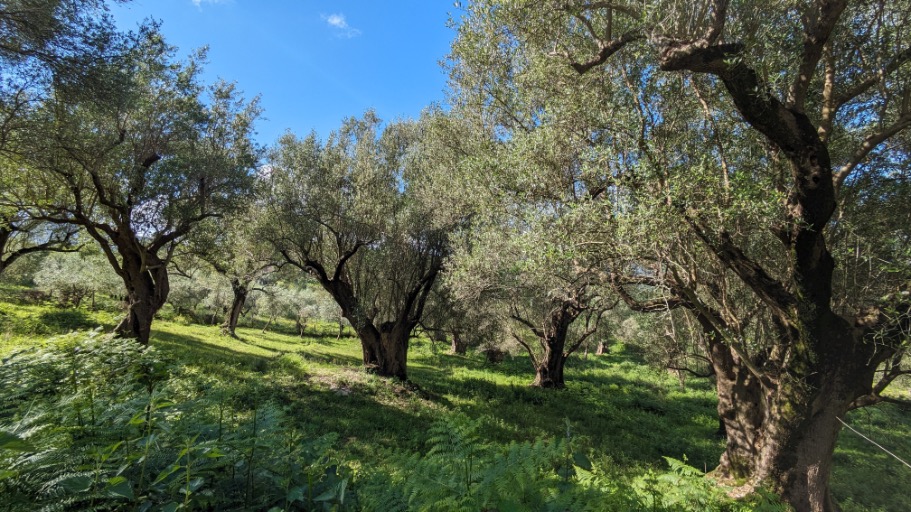 San Nilo - Olive Zuid-Italië