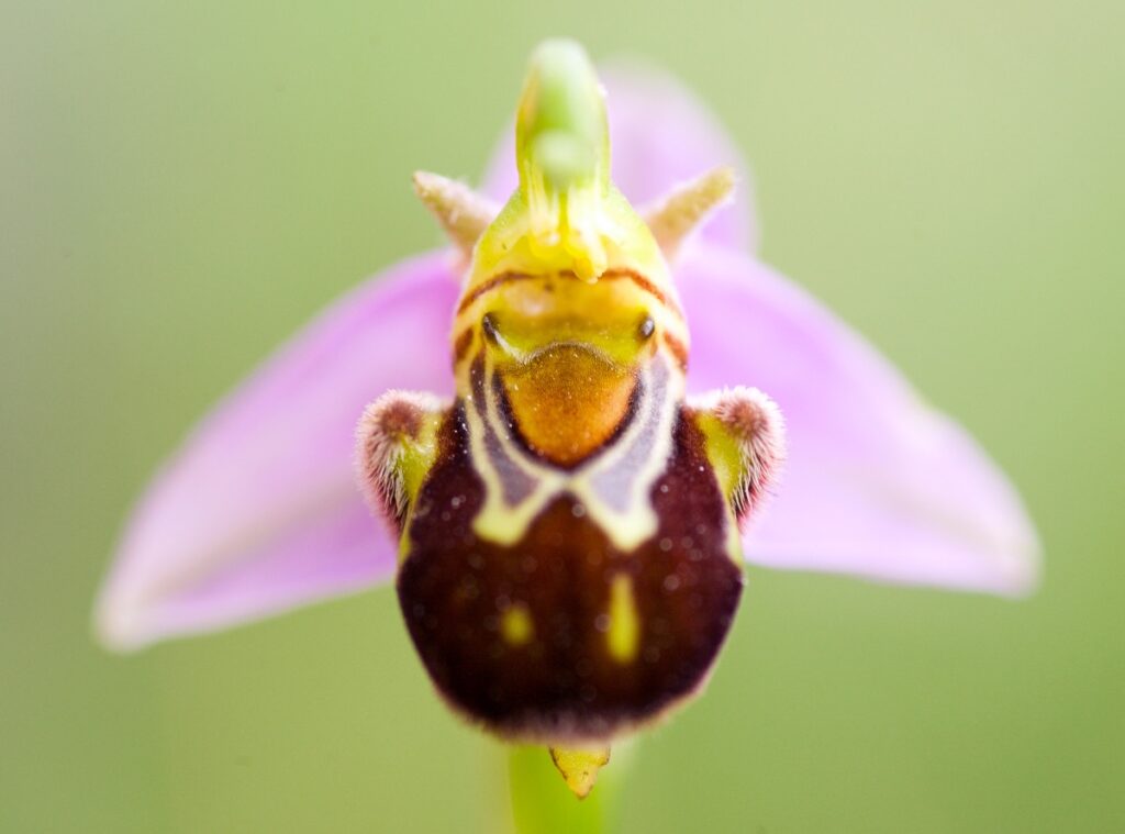 Met Fotowandelaars kom je met meerdere soorten fotografie in aanraking, ook met dichtbijfotografie van bloemen