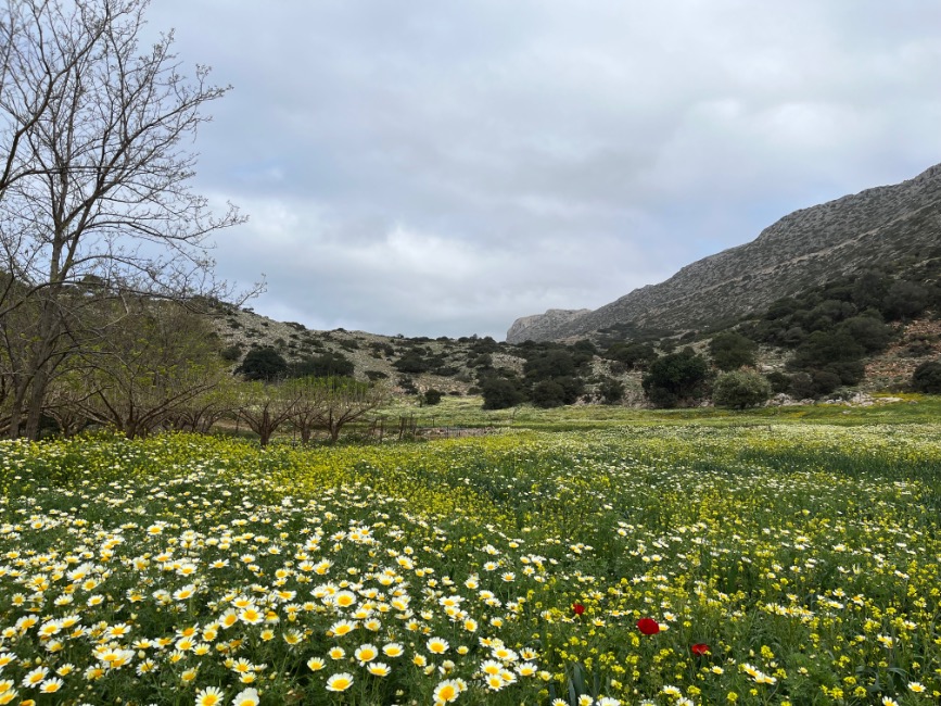 Bloemenpracht op Kreta