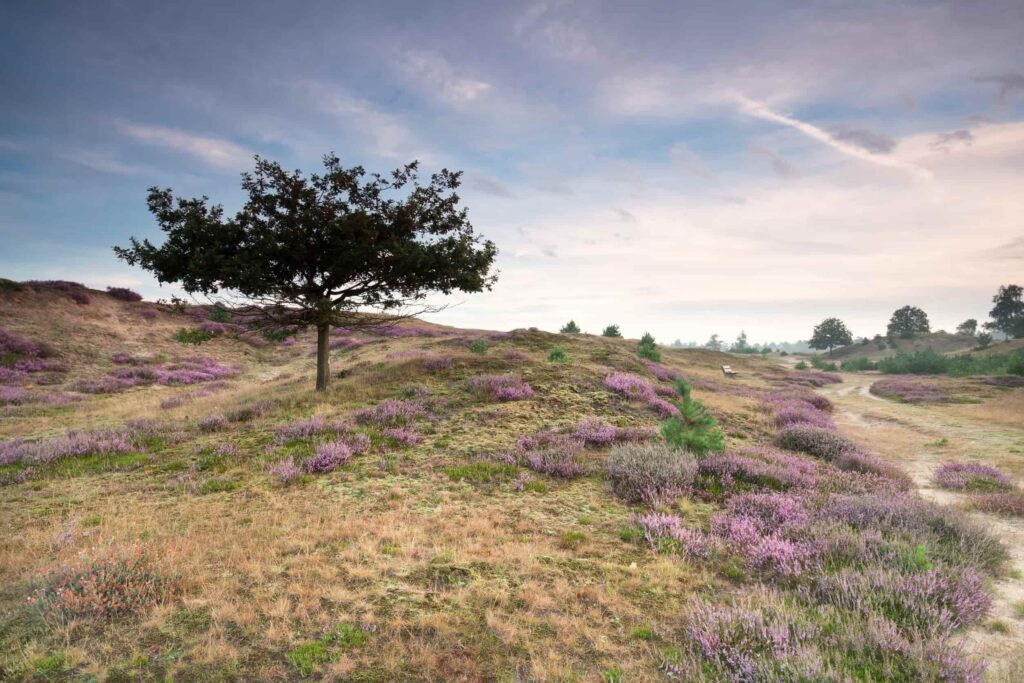 veel wandelhotels in Nederland vind je in Drenthe