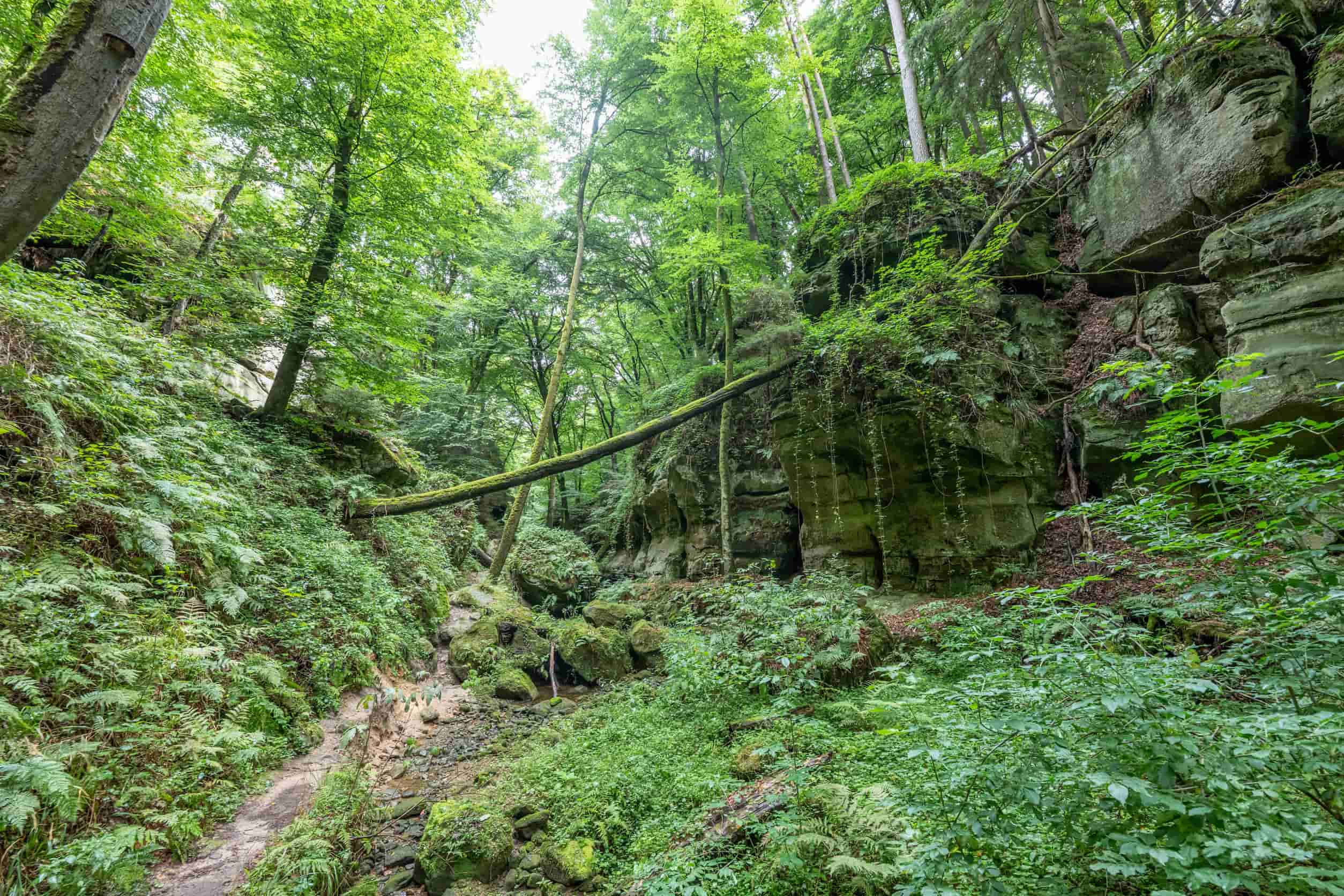 Bos Escapardenne Trail