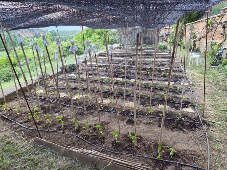 De moestuin van Recargo met verse aanplant