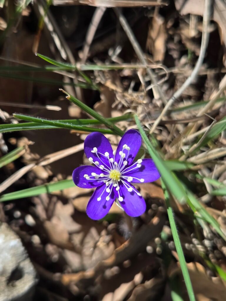 Leverbloempje Hepatica nobilis var. pyrenaica