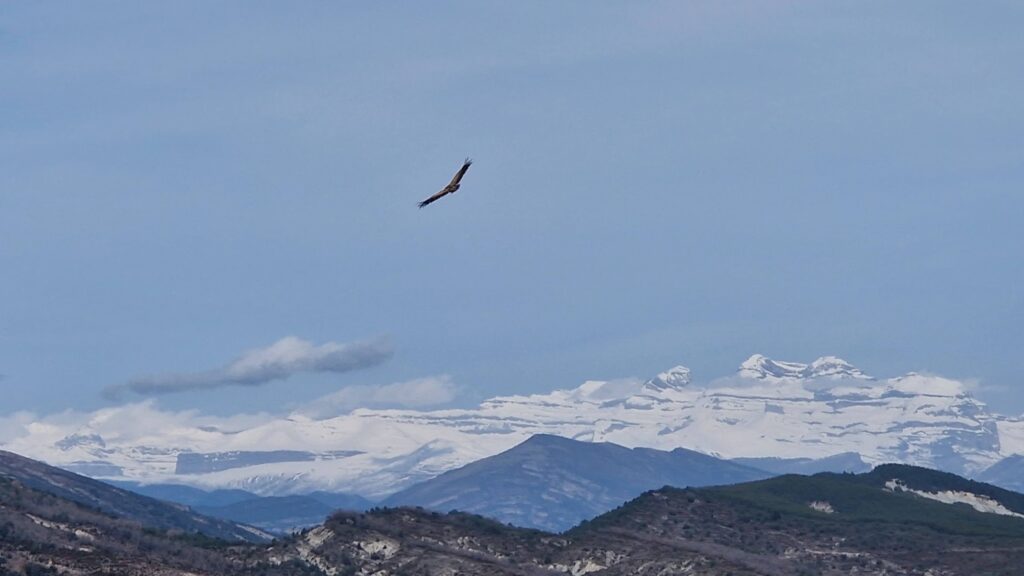 Moeder Vale Gier in het luchtruim boven haar nest Monte perdido op de achtergrond