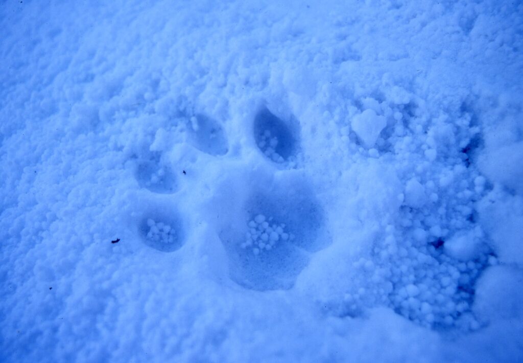Spoor in de sneeuw van een Snow leopard