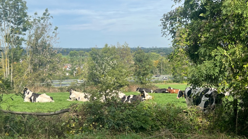 Koeien en snelweg